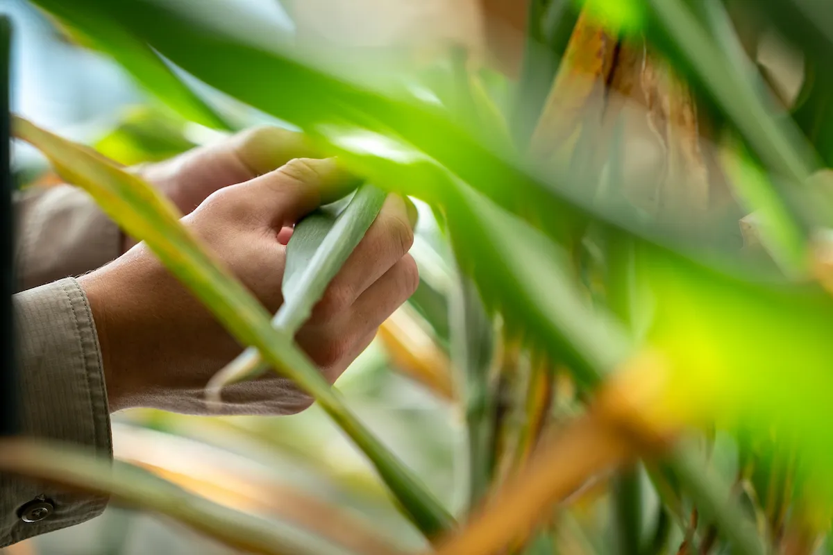 Close up of hands examining a crop leaf with other leafs partially obstructing the view in the foreground